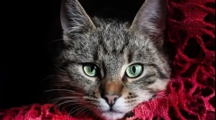 A macskák nevének kiválasztása: menetrendek a dohányosok kiválasztásánál, érdekes lehetőségek